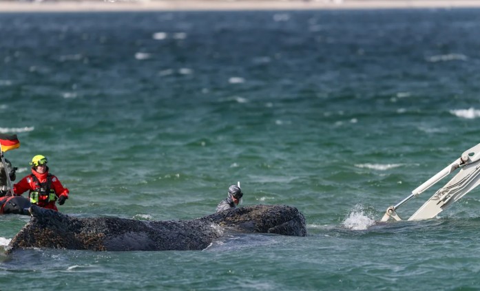 Transportan hacia mar abierto a la ballena jorobada que quedó varada en la costa alemana