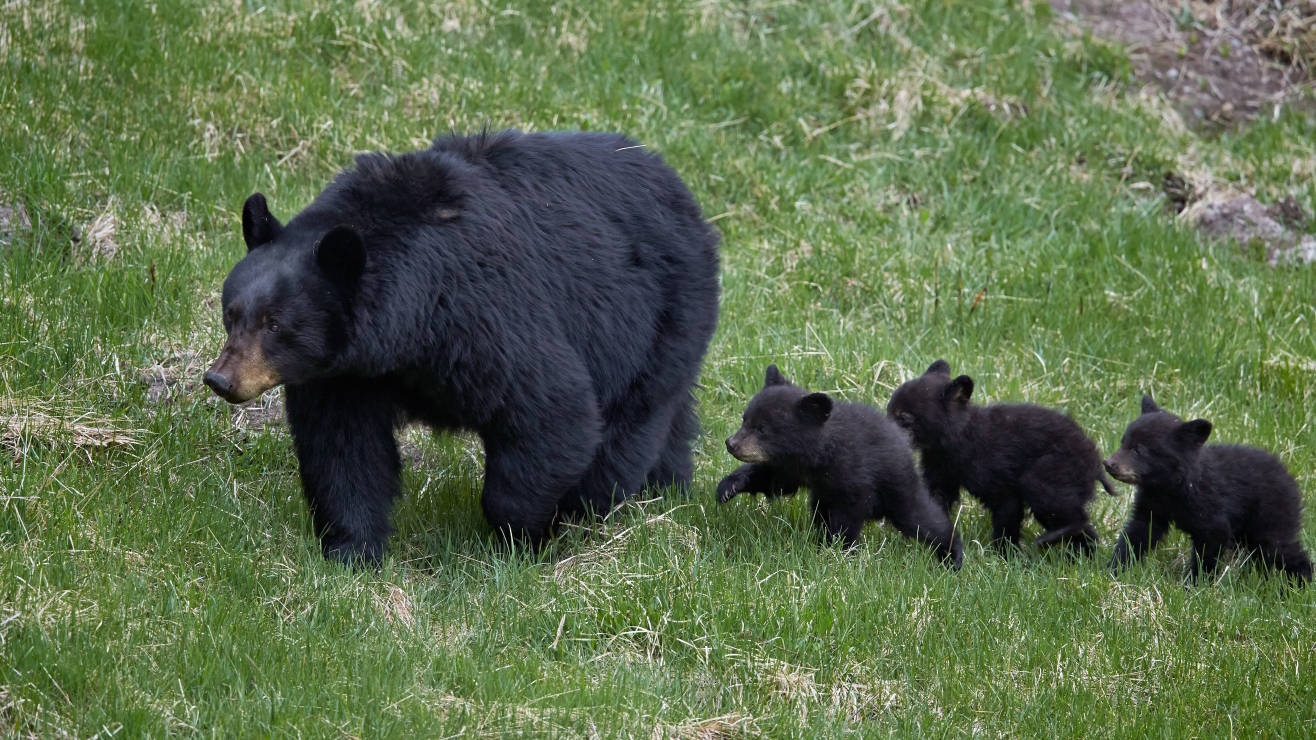 Familia de Nueva Jersey vivió con una osa y sus oseznos durante meses en su hogar sin saberlo