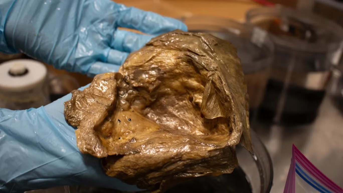 Hallaron una misteriosa "esfera dorada" bajo la superficie del golfo de Alaska y descubrieron qué es