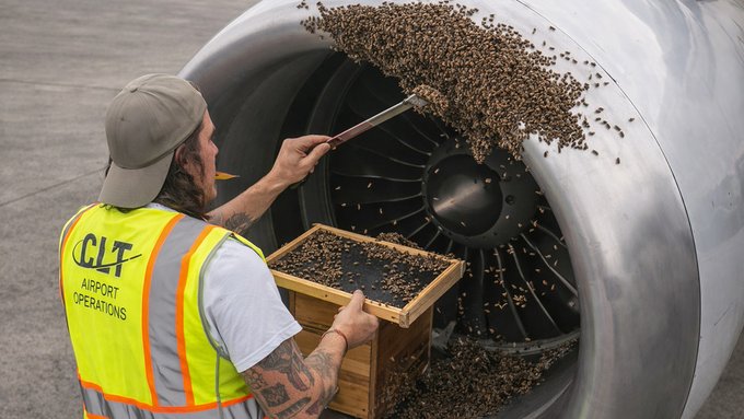 VIDEO: Un enjambre de abejas se adhirió al motor de un avión e impidió su despegue