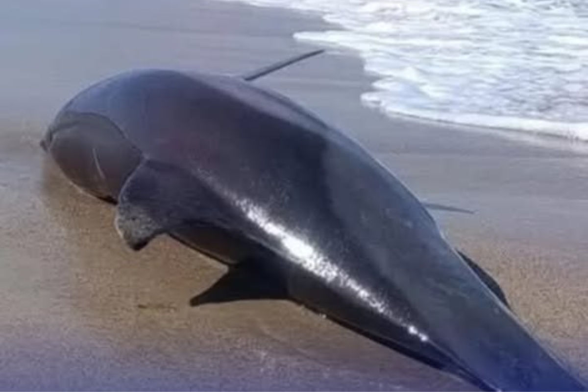 ¡Dantesco! Hallaron un delfín muerto con signos de violencia en una playa de Nueva Esparta