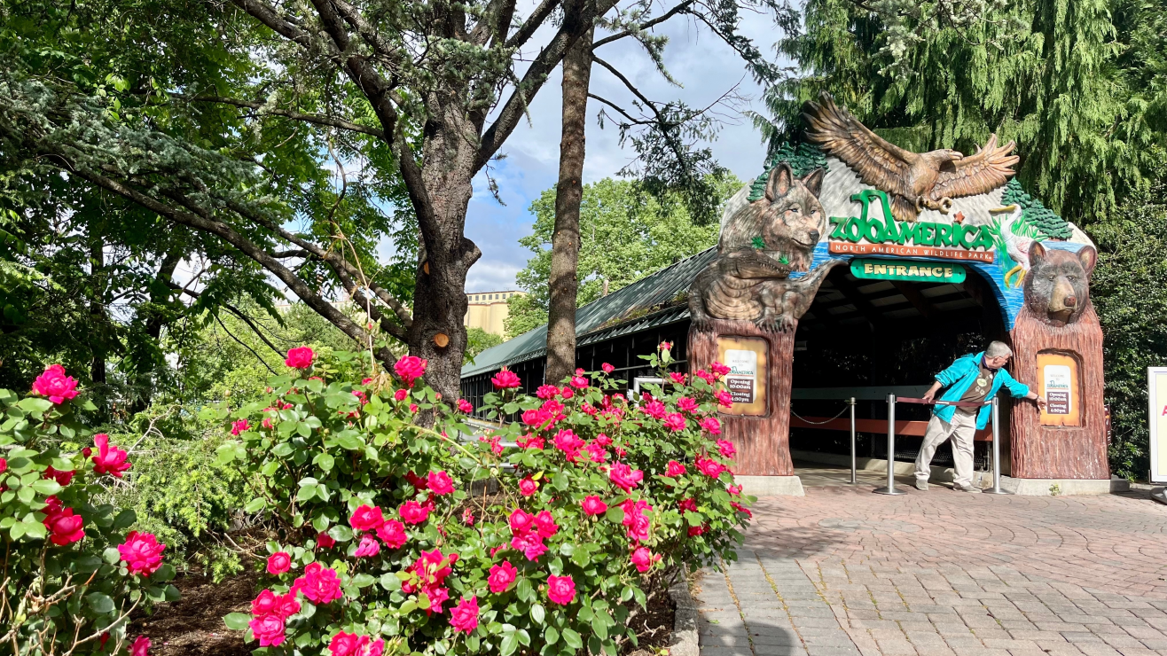 Niño resultó herido tras meter la mano en recinto de lobos en zoológico de Pensilvania
