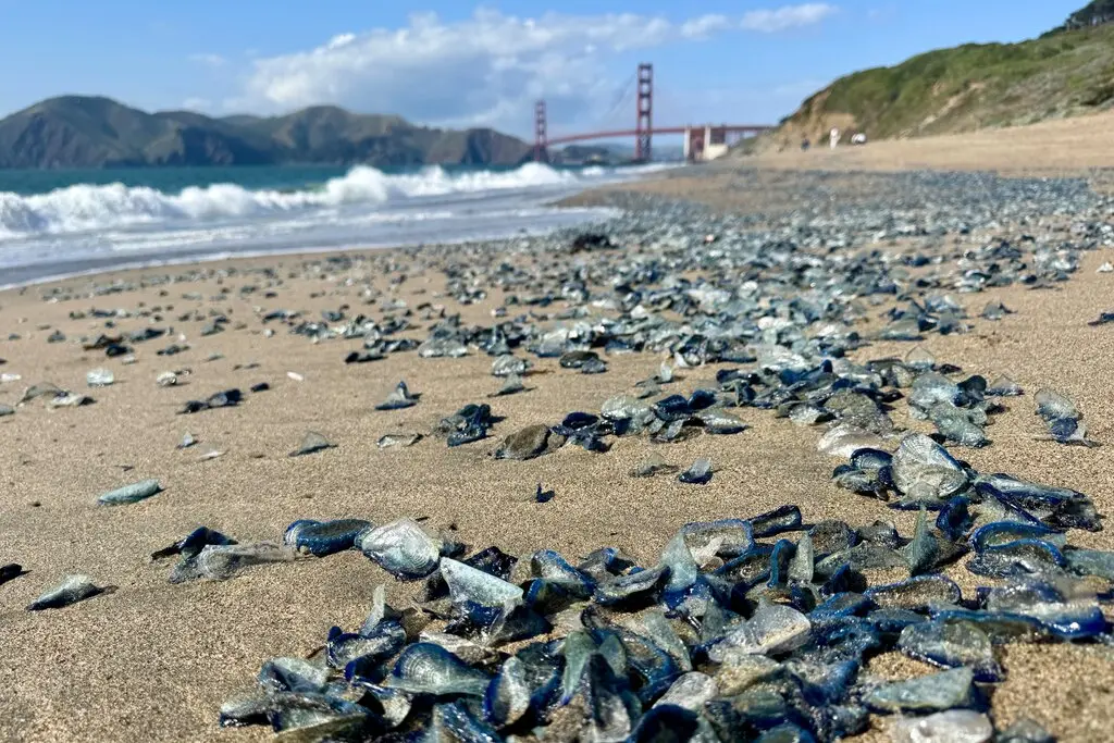 Una criatura marina azul y con tentáculos invade las playas de California: De qué se trata