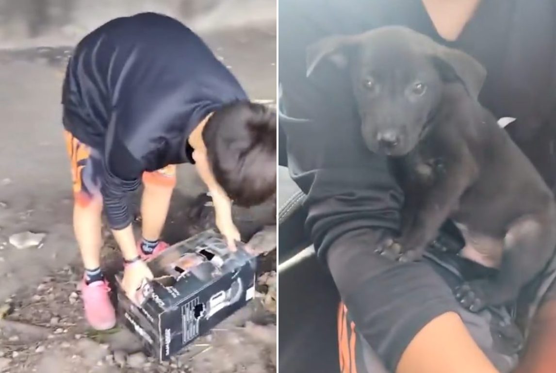 VIDEO: una casualidad salvó de una muerte segura a cachorro abandonado en la autopista Francisco Fajardo