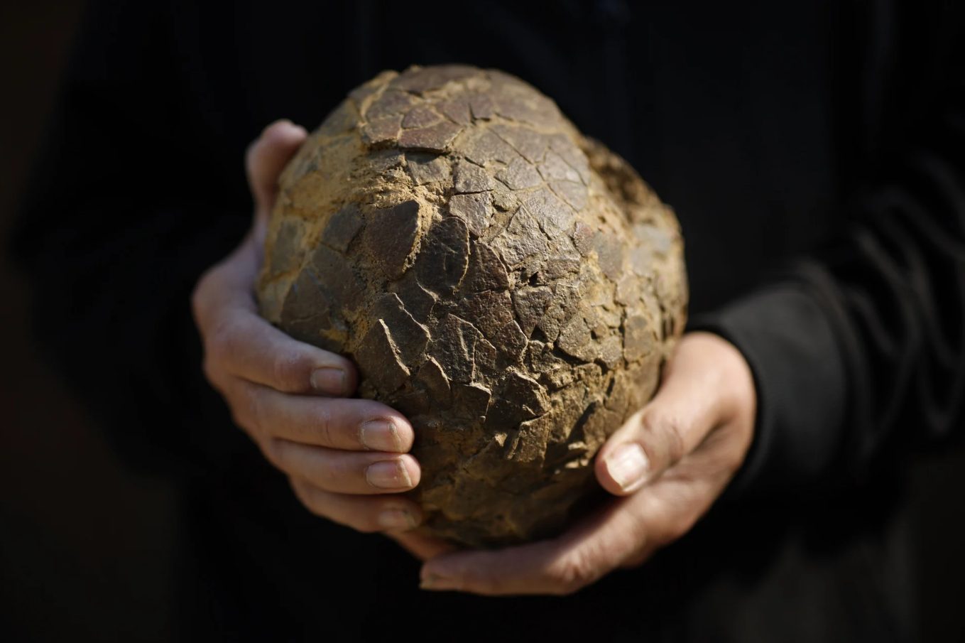 Hallan huevos de dinosaurio de 72 millones de años en un nido que une a Francia y Argentina