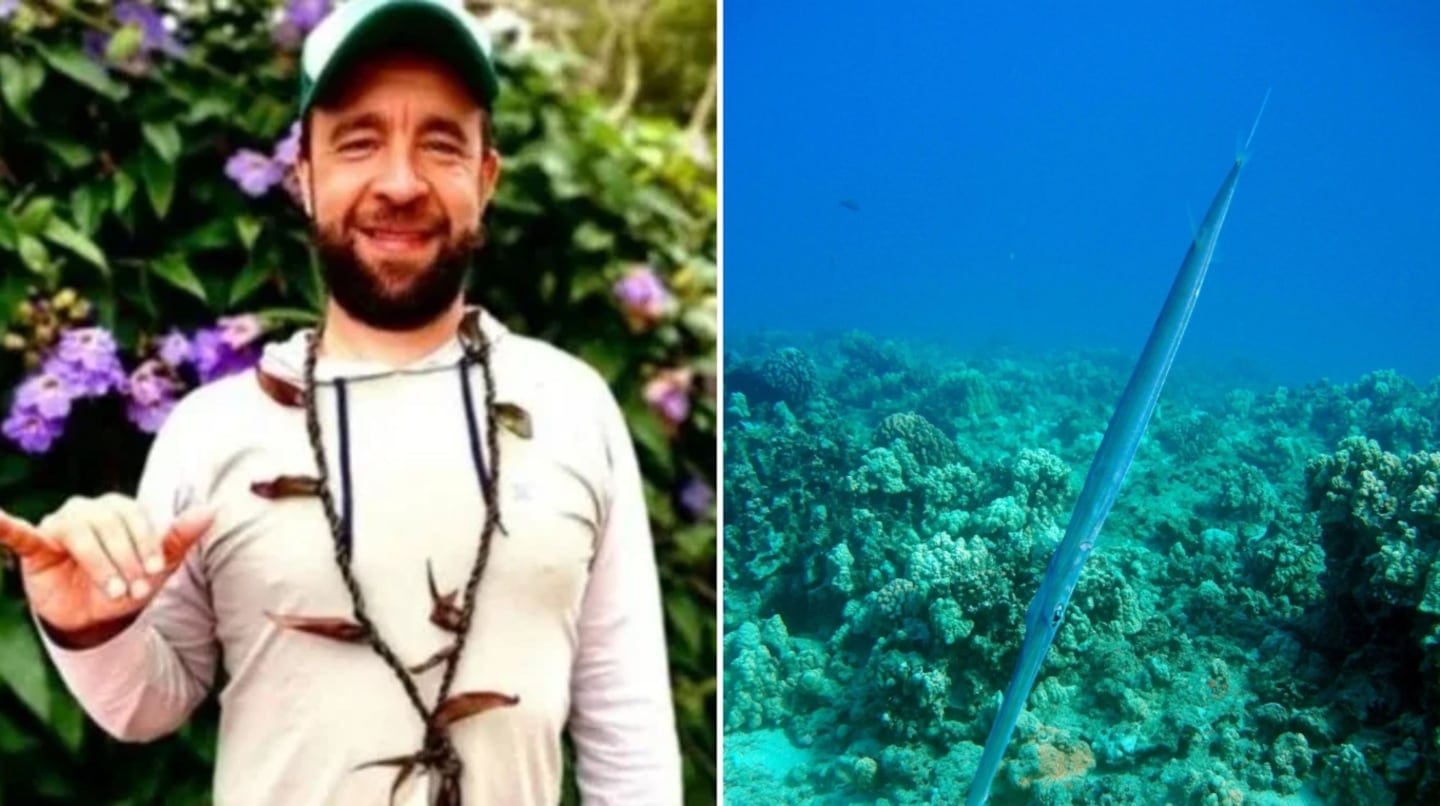 ¡De espanto! Un pez espada le atravesó el corazón a un surfista cuando nadaba en el mar