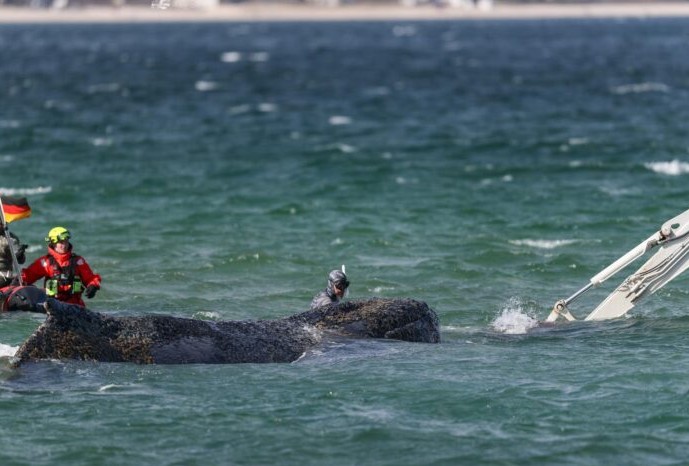 La ballena jorobada muerta frente a isla danesa será trasladada a puerto para su autopsia