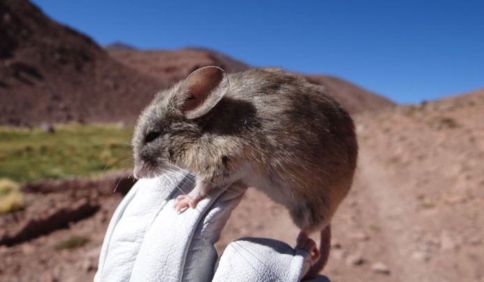 Colilargo, el ratón silvestre de Chile y Argentina que transmite la peligrosa cepa Andes
