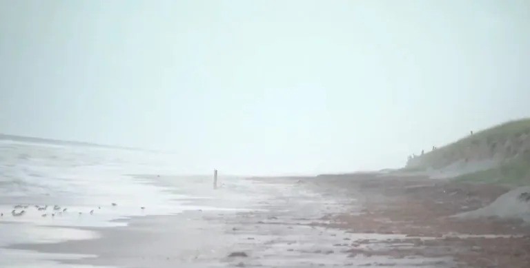 Los nuevos y aterradores detalles sobre un brutal ataque de tiburón en una playa de Florida