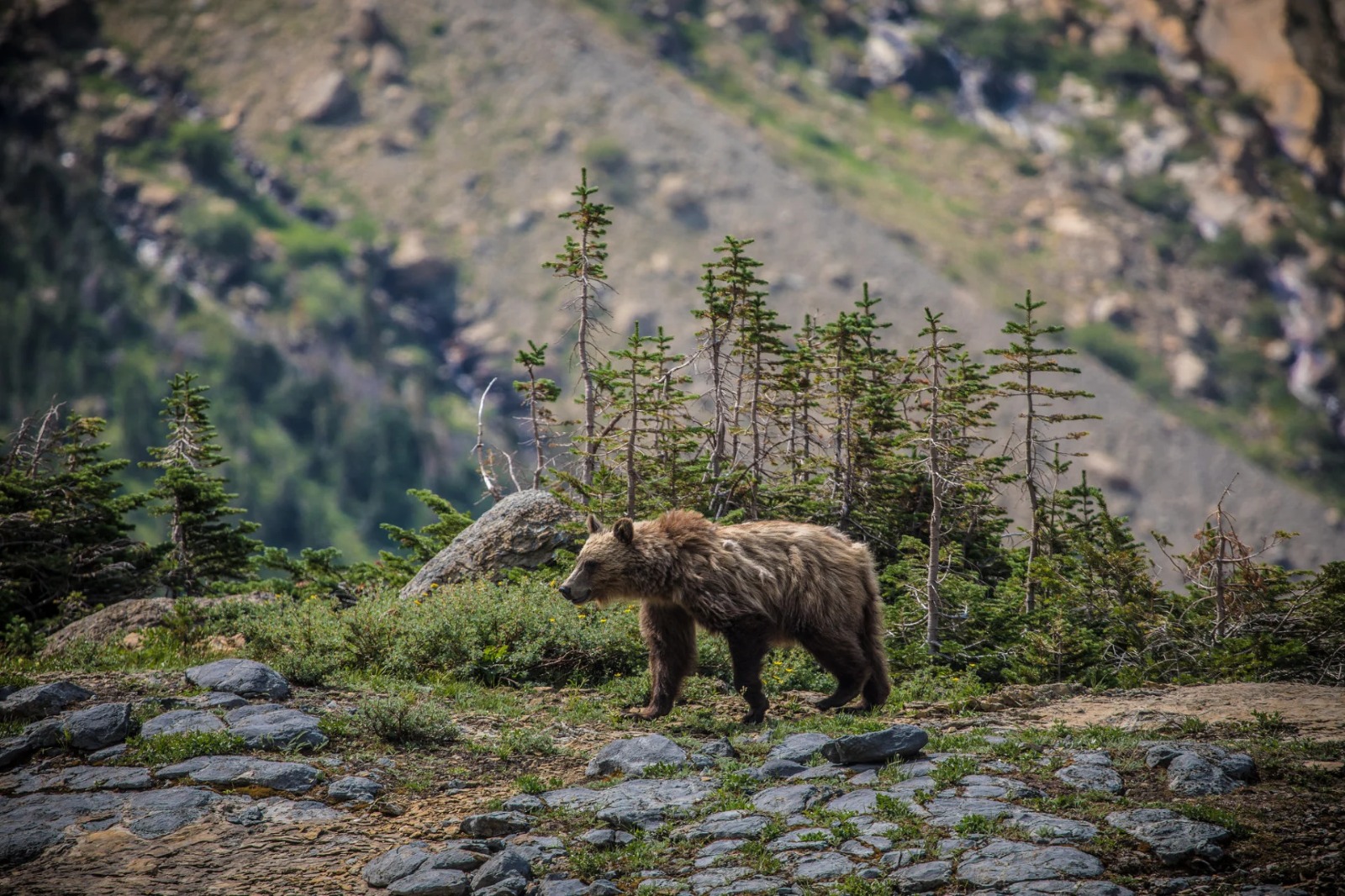 Excursionista fue asesinado salvajemente por un oso en un parque de Montana