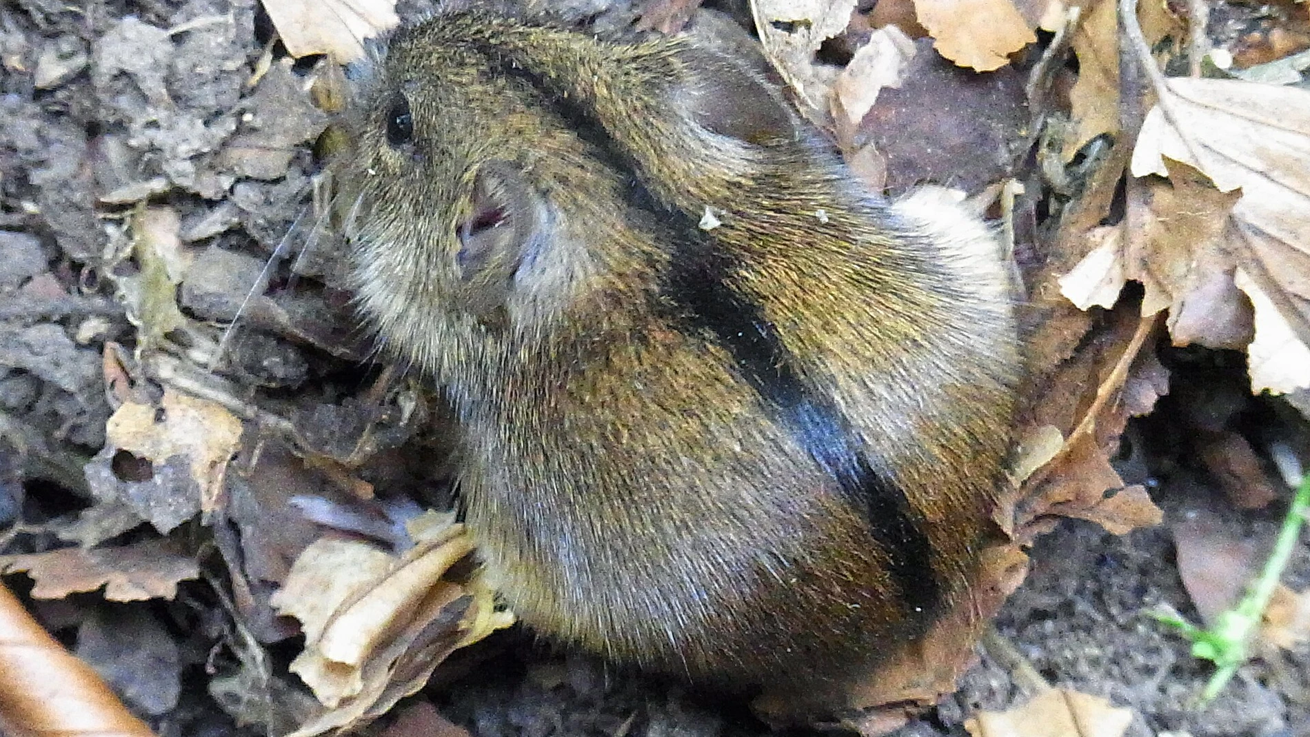 Hantavirus: la misteriosa enfermedad de la Guerra de Corea que acabó con la vida de 250 soldados