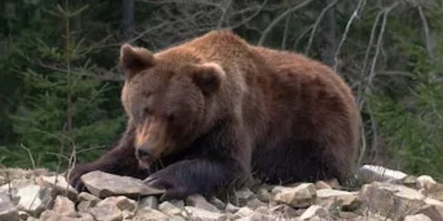 Una ciudad japonesa ordena cerrar casi 100 escuelas tras múltiples avistamientos de oso