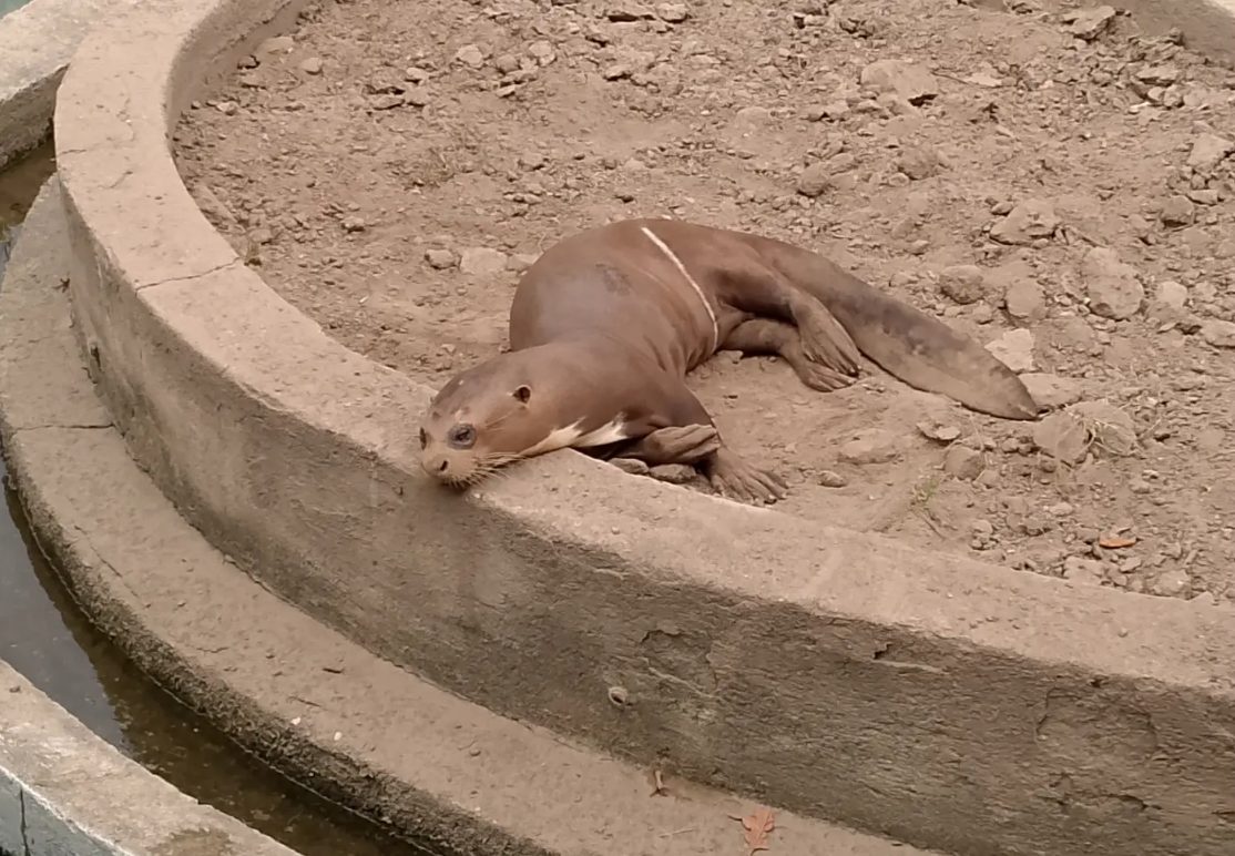 VIDEO: nutria en el Parque del Este volvió a preoc