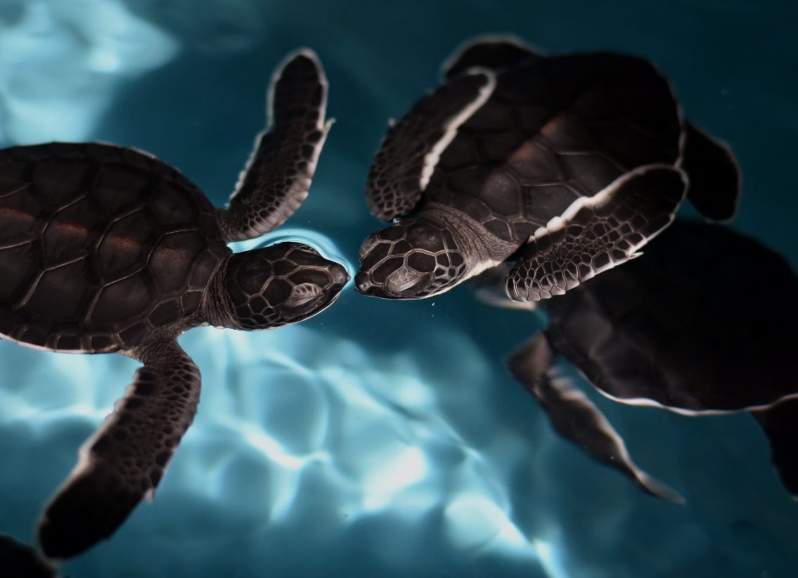 Tortugas y peces "espía" le roban información marítima sensible a China