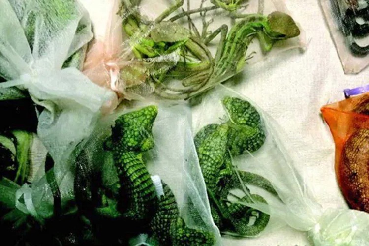 Californiano intentó contrabandear 60 reptiles a EEUU escond