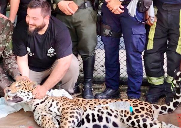 Activaron operativo en Colombia para buscar al jaguar que se escapó, estando bajo tratamiento médico