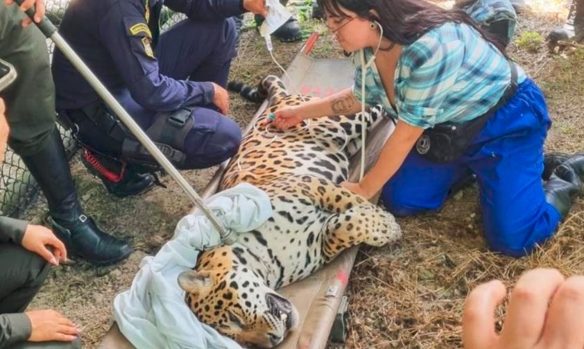 Estaba agotado y enfermo: Jaguar pudo ser rescatado tras refugiarse en lugar inesperado de Colombia