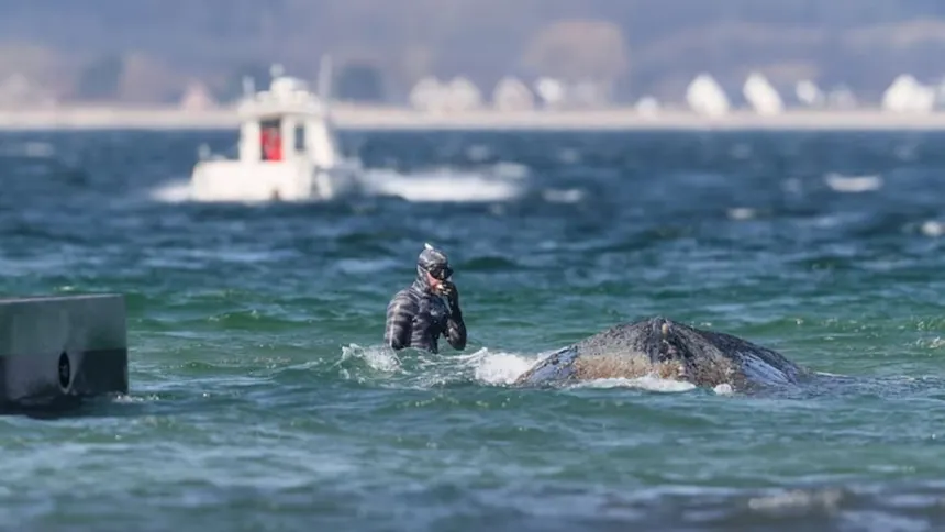 La ballena varada que causó furor mediático en Ale