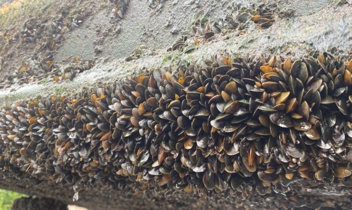 Alarma en California: Piden ayuda para evitar que se siga propagando una especie que parecía inofensiva