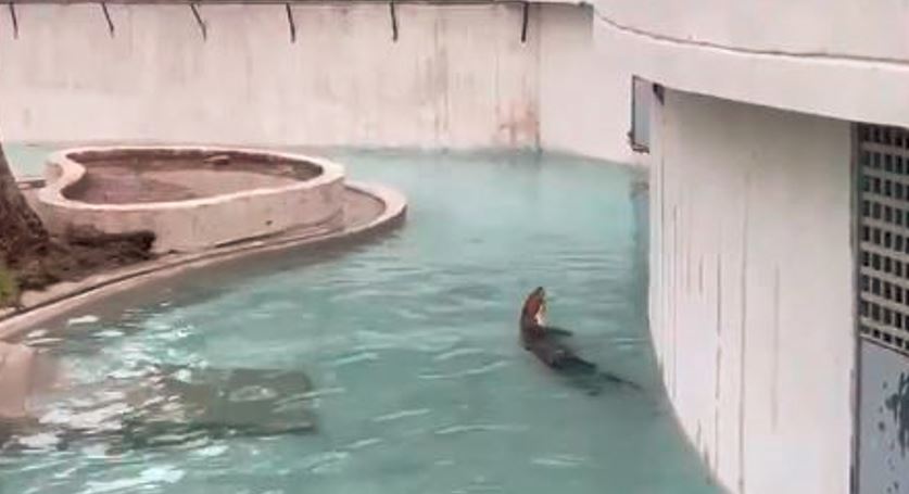 Antes y después: Así fue reacondicionado el hábitat de las famosas nutrias del Parque del Este (VIDEOS)