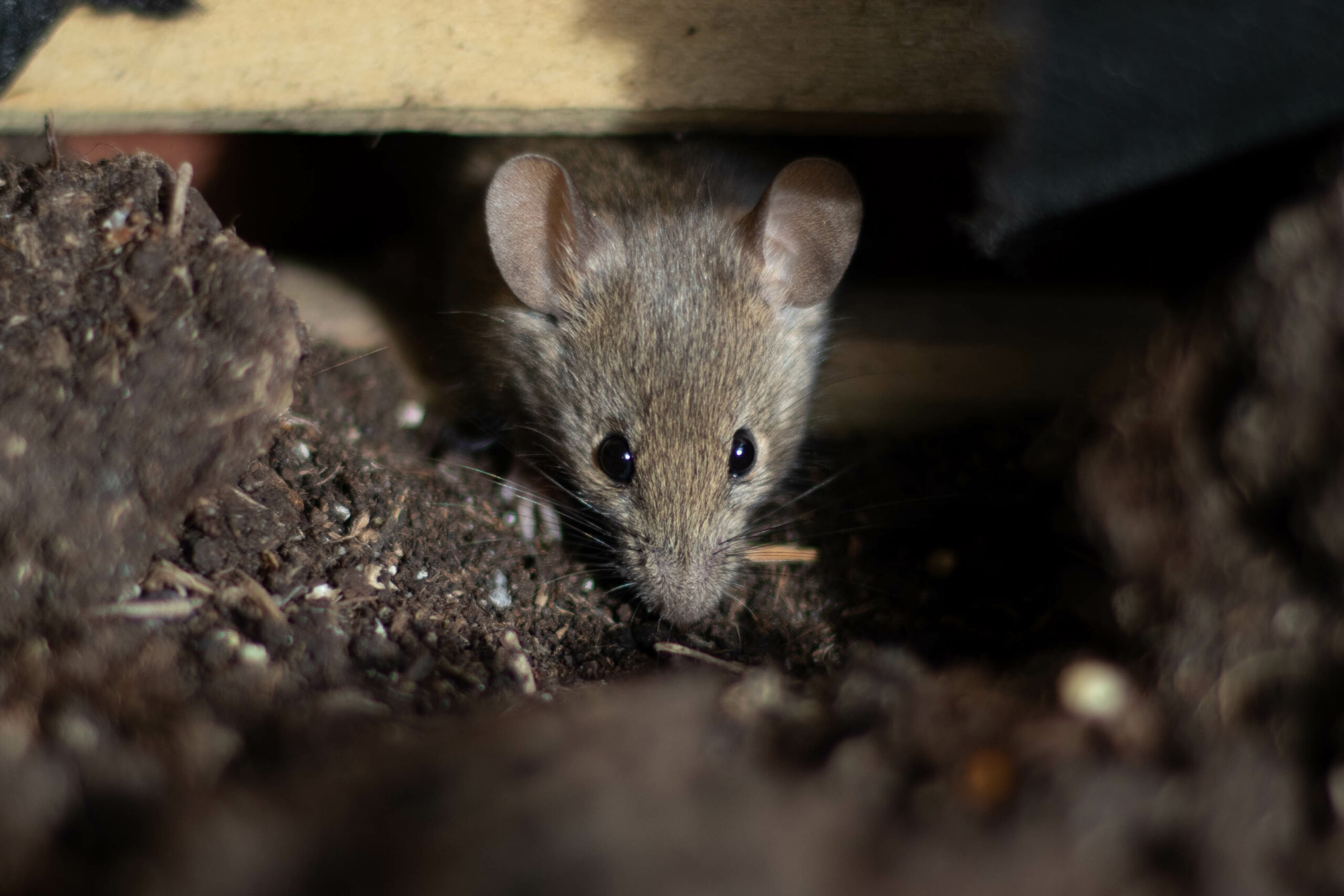 Julio Castro descartó brote masivo de Hantavirus en Venezuela
