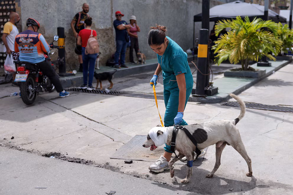 Cientos de animales buscan un hogar tras los terremotos que destruyeron gran parte de La Guaira