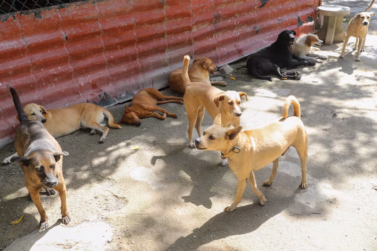 Más de 600 mascotas rescatadas esperan por sus familiares tras los terremotos en La Guaira