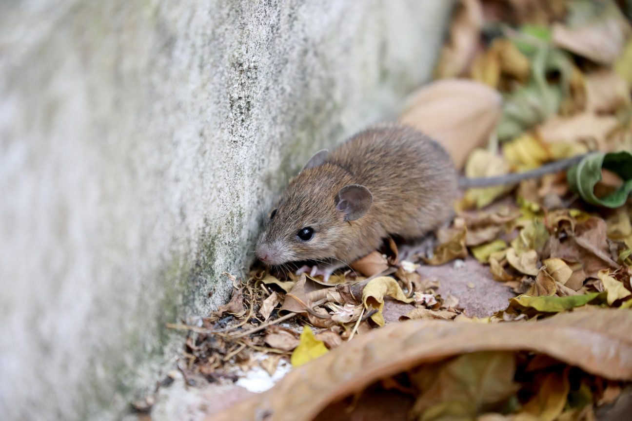 ¿Hay motivos para alarmarse por el hantavirus? Esto respondió una infectóloga venezolana (VIDEO)