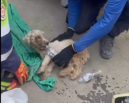 Laila, la perrita que fue rescata tras 29 días entre los escombros (VIDEO)
