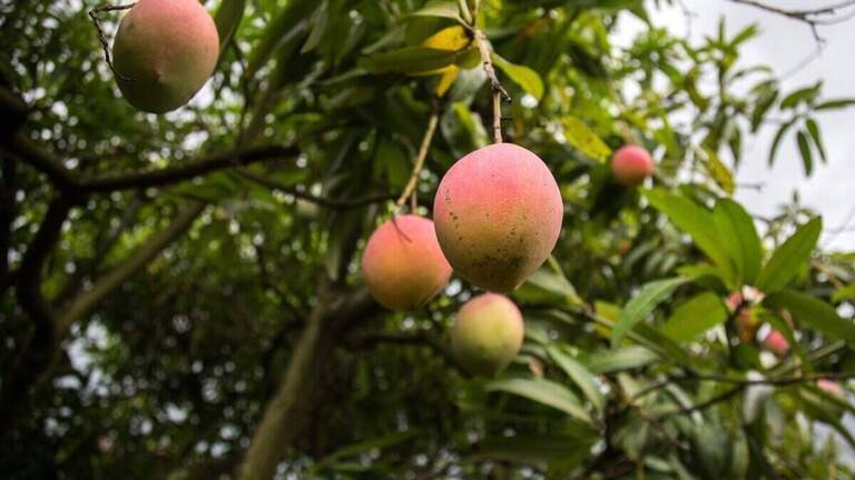 Agarrar los mangos de tu vecino en Miami tiene consecuencias, pero hay una forma "madura" de hacerlo