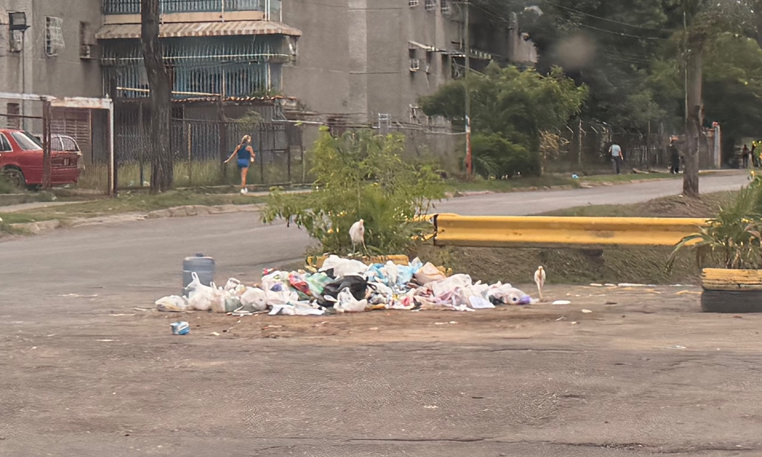 Acumulación de basura desata plaga de ratas en sectores de Caña de Azúcar en Aragua
