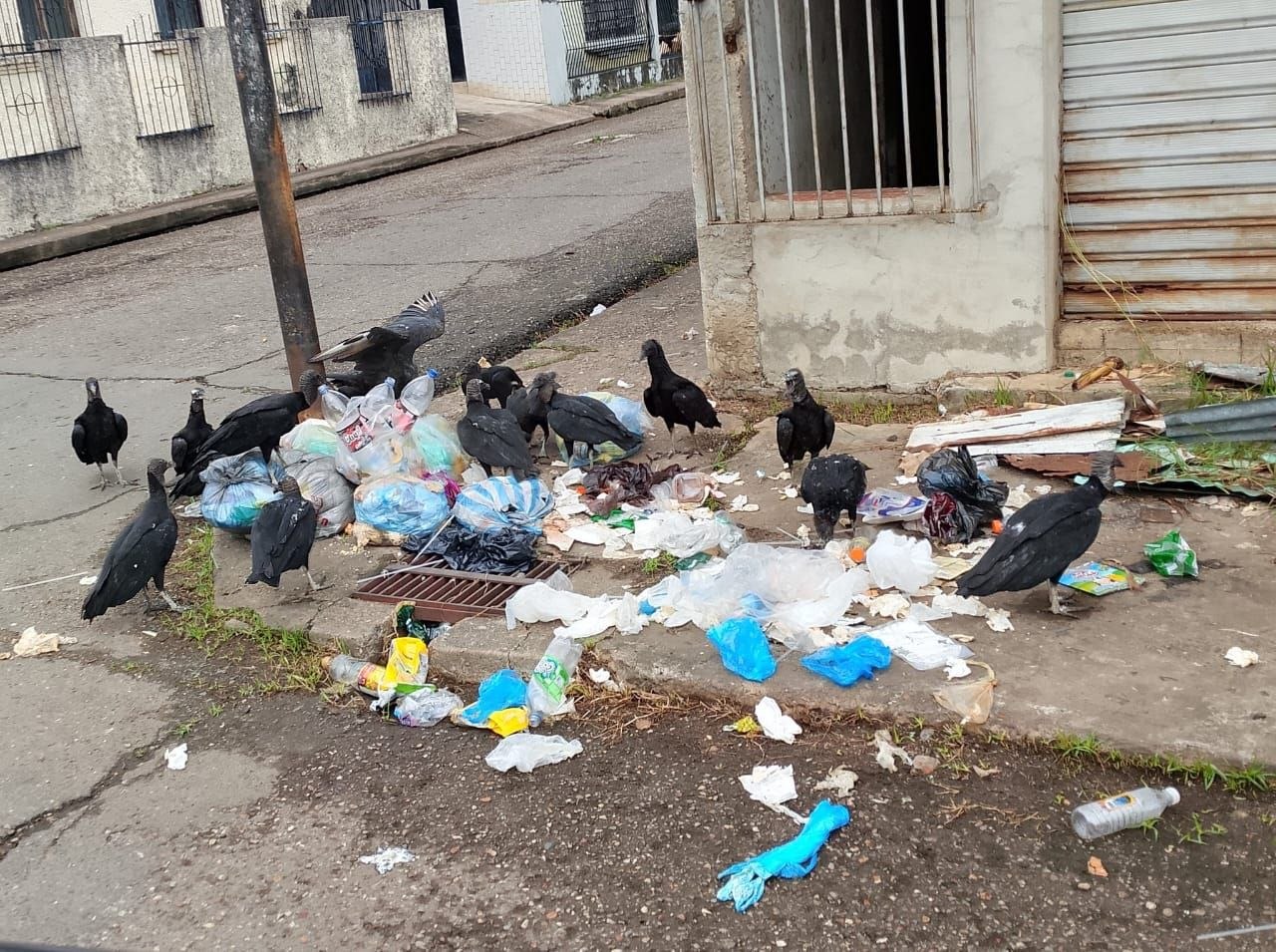 Ante alarma por hantavirus alertan sobre riesgo sanitario en San Fernando de Apure por acumulación de basura