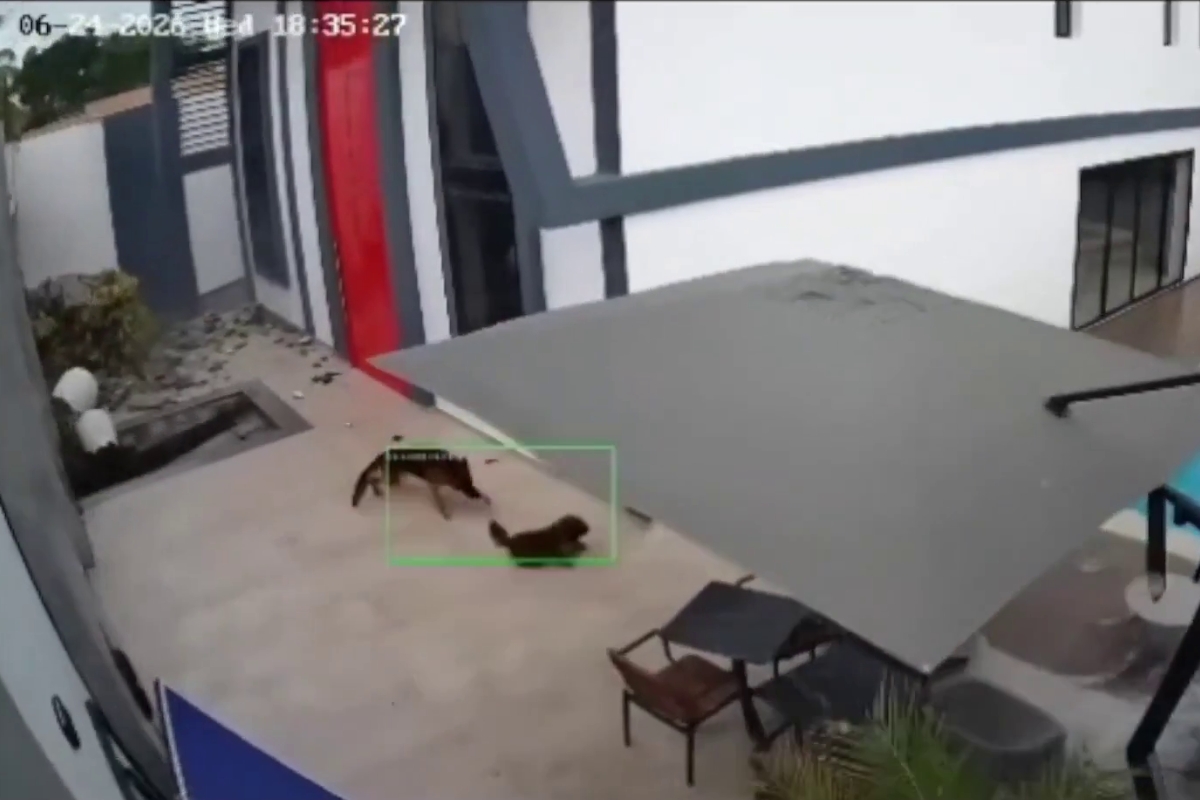 El instinto de estos perros durante el doble terremoto quedó registrado en VIDEO