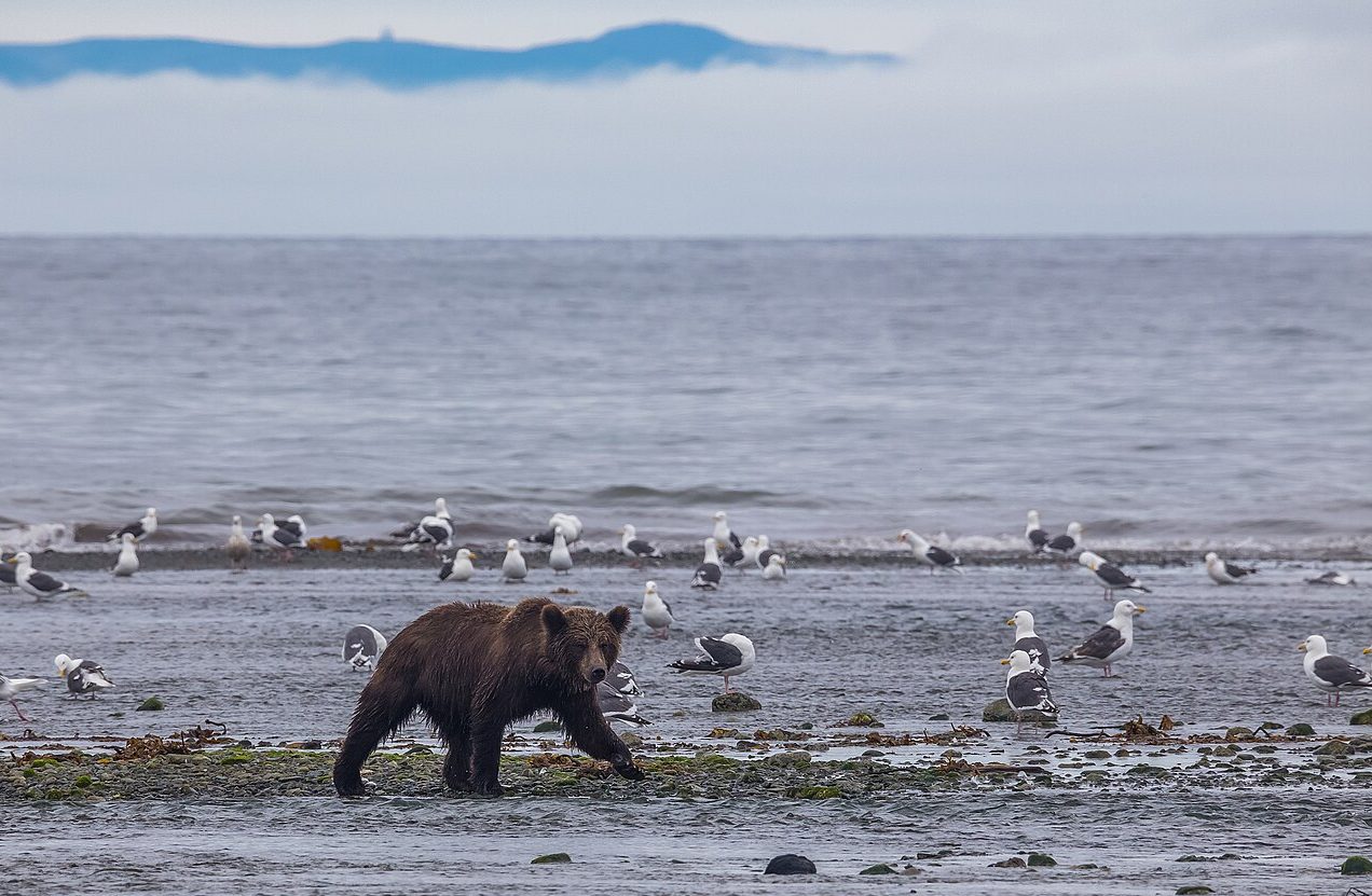 Veterano ruso sobrevivió al impacto de un rayo y a la pelea con un oso en Siberia