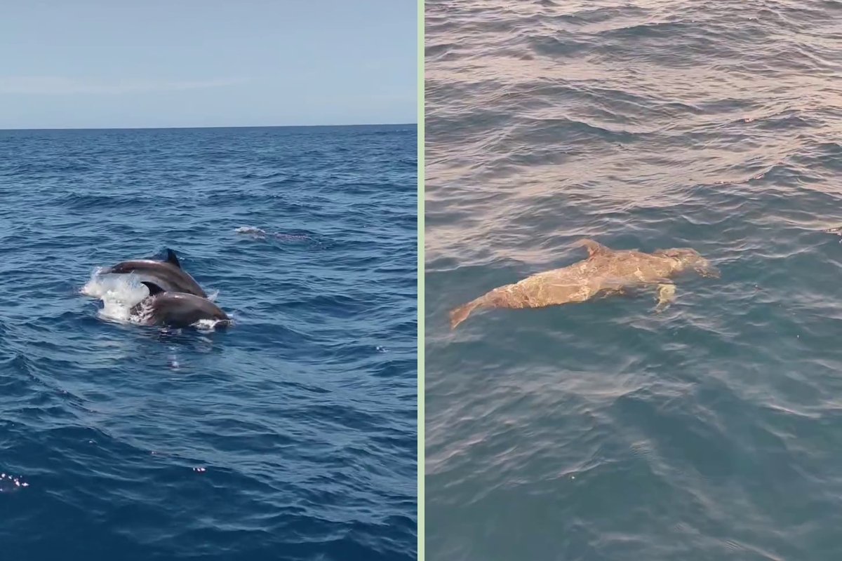 Delfines reaparecieron frente a las costas de La Guaira a dos meses de los terremotos (VIDEO)