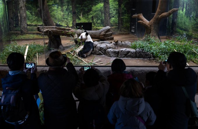 Una pareja de pandas llega al zoológico de Atlanta tras la cumbre de Trump y Xi (VIDEO)