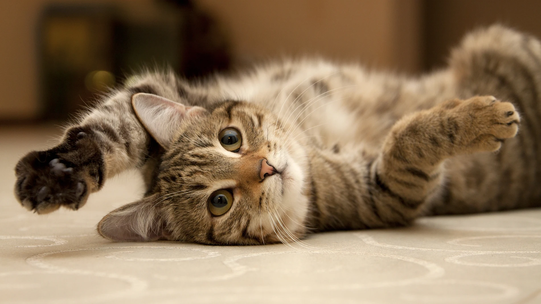 Un gato es citado para formar parte de un jurado y su dueño alega que no sabe hablar inglés