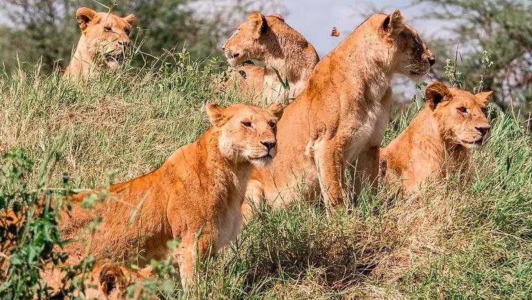 Misterio en Tanzania: 10 leones aparecieron muertos y autoridades investigan posible envenenamiento