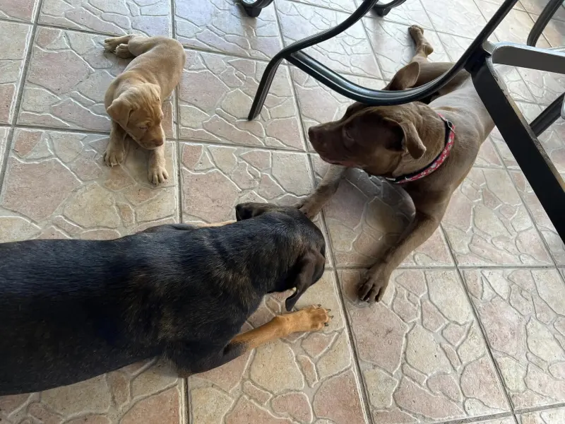 Mujer de Florida acusada de abusar sexualmente de su perro hizo una declaración inesperada