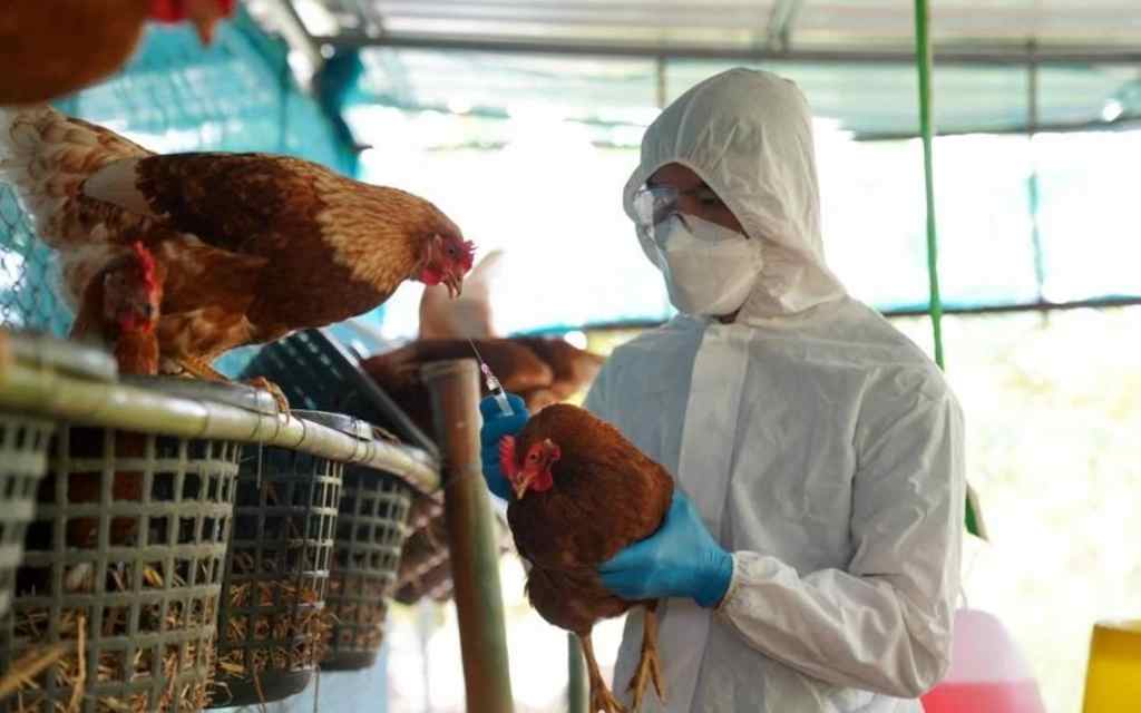 Se declaró emergencia sanitaria en Uruguay tras detectarse influenza aviar de alta patogenicidad