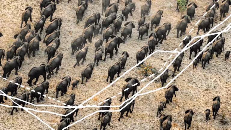 El preocupante panorama de la fauna silvestre en el mundo: ¿nos estamos quedando sin animales?