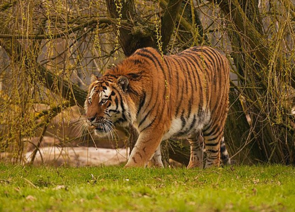 Imágenes sensibles: halló la muerte tras saltar al recinto de un tigre en zoológico de Inglaterra