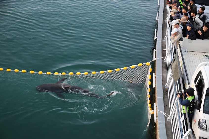 Tiburón que atrae a miles de curiosos en Corea del Sur vuelve al canal donde fue rescatado