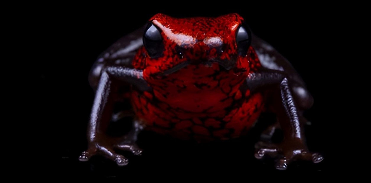 Científicos descubren nueva especie de rana venenosa que los desconcierta por sus características