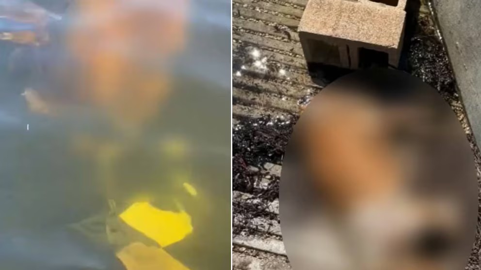 El macabro hallazgo en las aguas de Coconut Grove que indignó a las autoridades de Miami